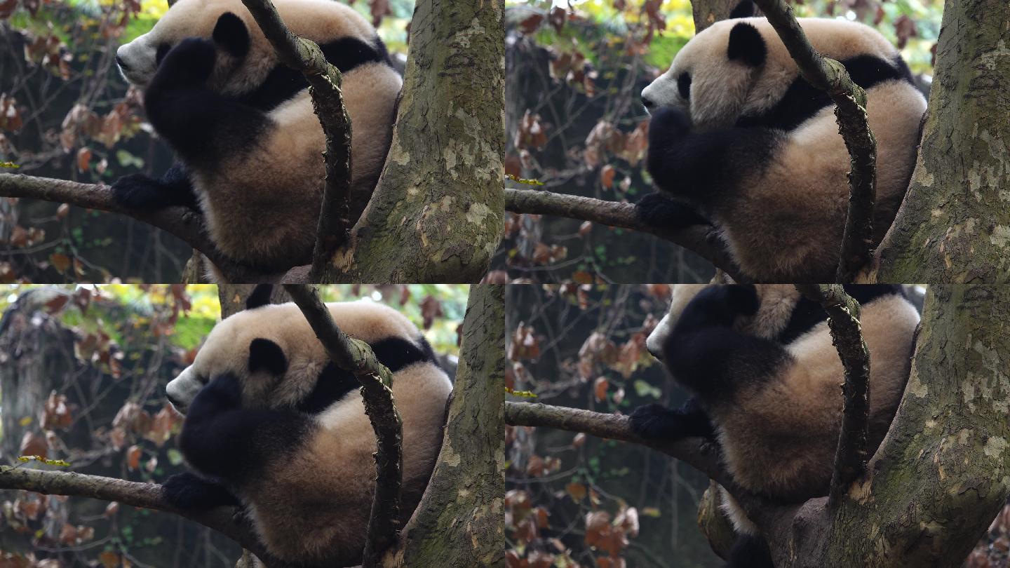 成都 大熊猫 挠痒 爬树 玩耍
