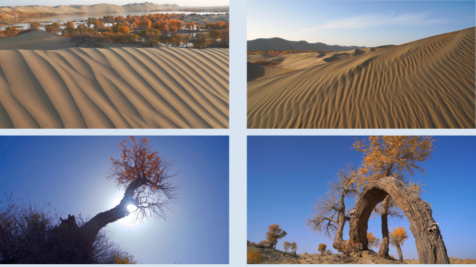 沙漠胡杨树各种遒劲造型-1
