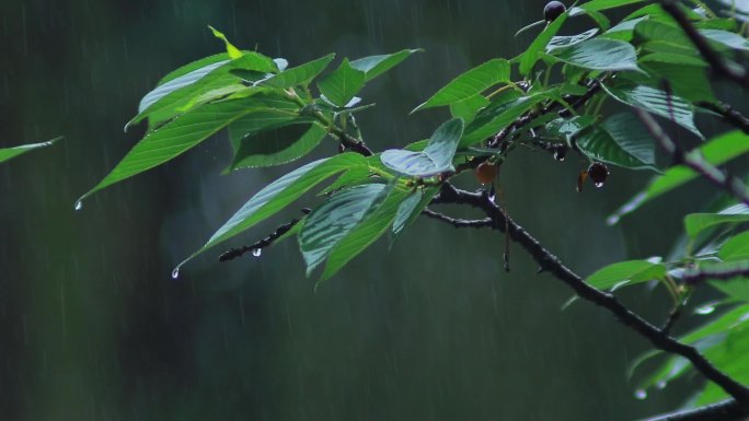下雨天/雨中树林/树叶雨水滴落