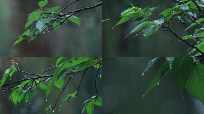 下雨天/雨中树林/树叶雨水滴落