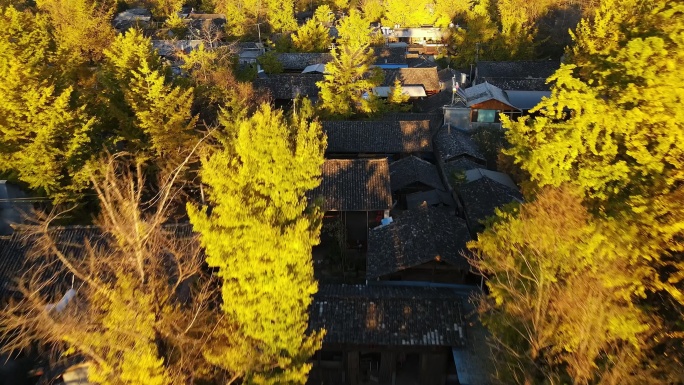 云南腾冲银杏村全景鸟瞰航拍1