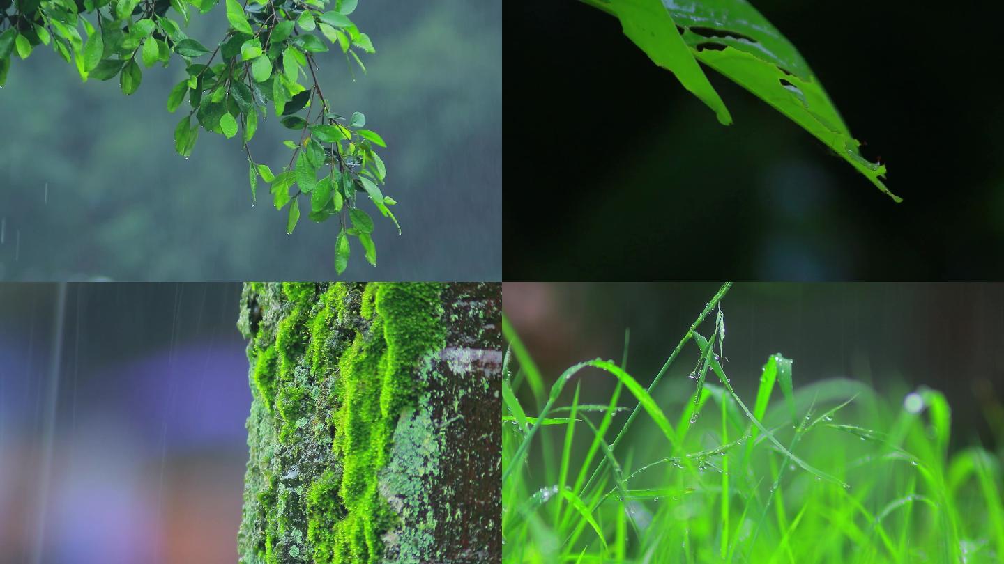下雨天/雨中树林/树叶雨水滴