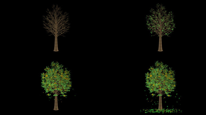 桂花树生长飘花落叶-带透明通道