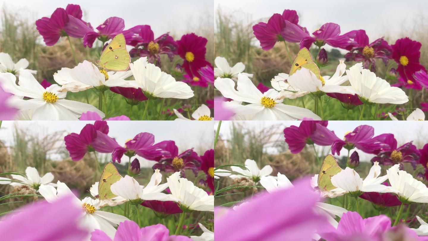 蝴蝶、鲜花、野花飘动高清4K视频素材