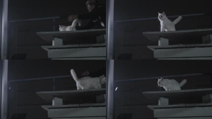 屋檐上的白猫