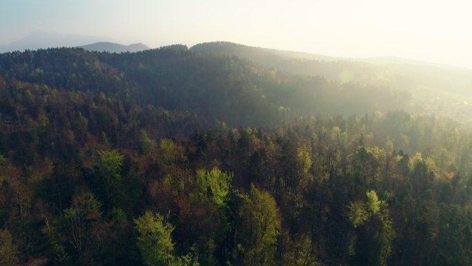 斯洛文尼亚美丽的森林