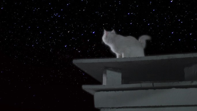 星空前的白猫