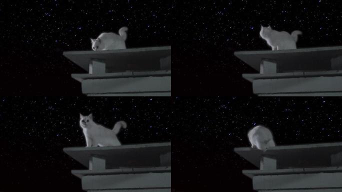 星空前的白猫