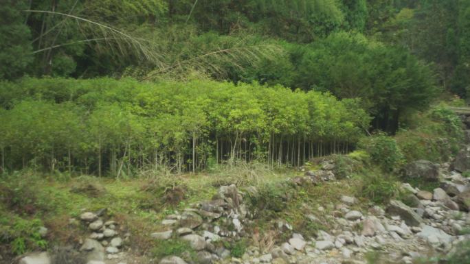 竹林 乱石 山川 浙江山水 名山大川