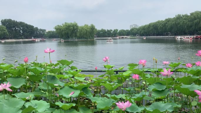 北京什刹海_荷花市场