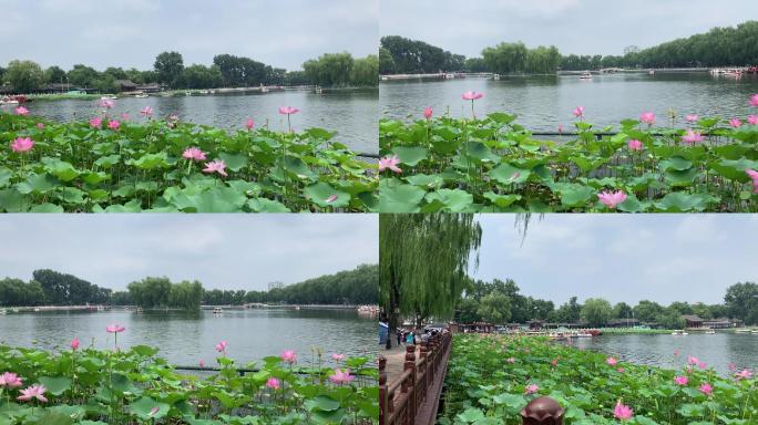 北京什刹海_荷花市场