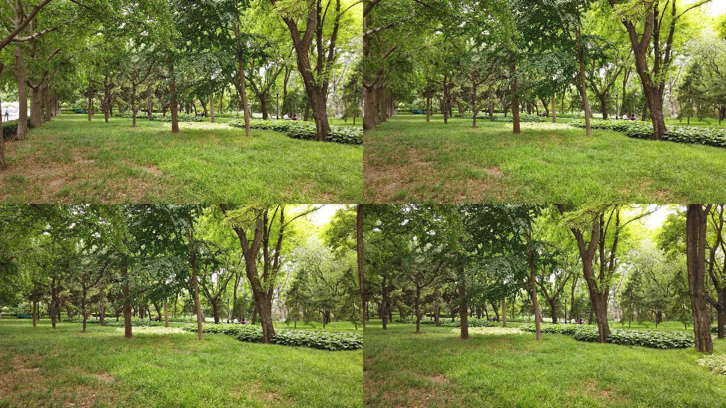 慈寿寺玲珑塔周边的大树草坪，环境优美
