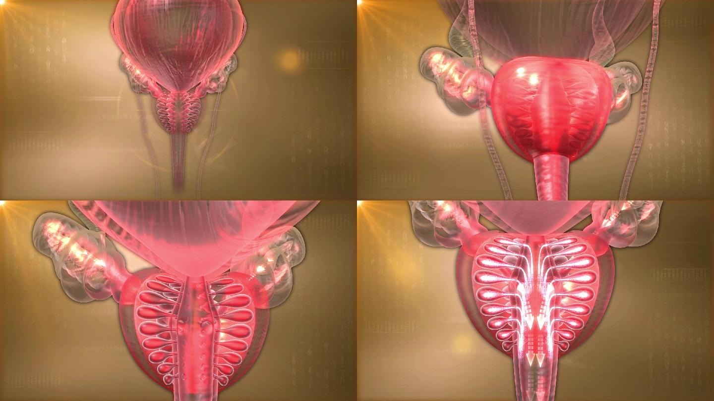 前列腺在膀胱下面中有尿道旁边是精囊如阀门