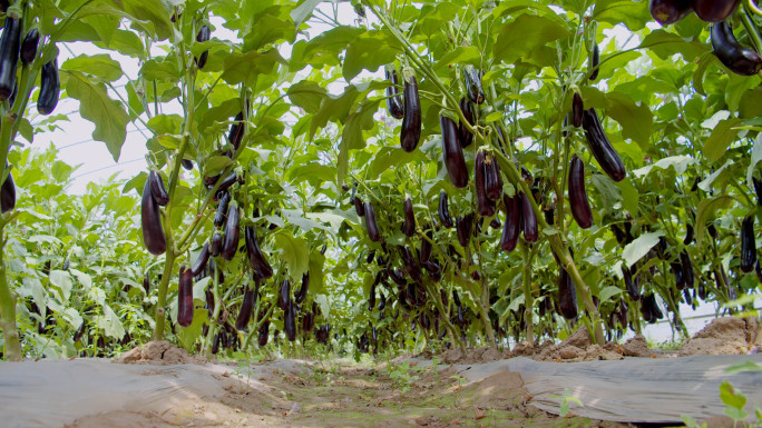 茄子种植基地