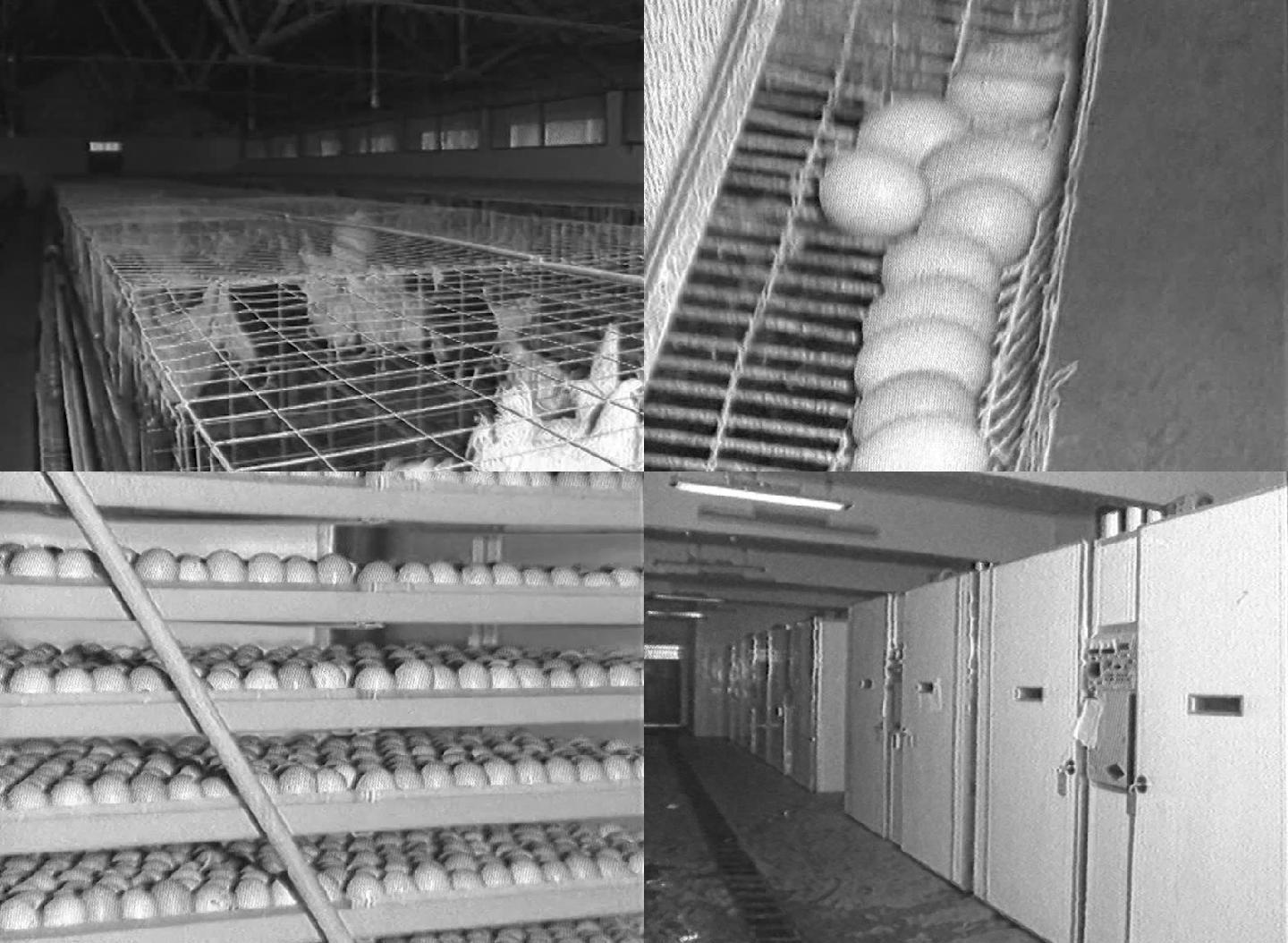 90年代成都市种畜场综合鸡场生产线