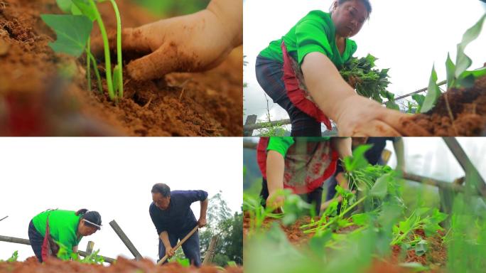 农民种植红薯2