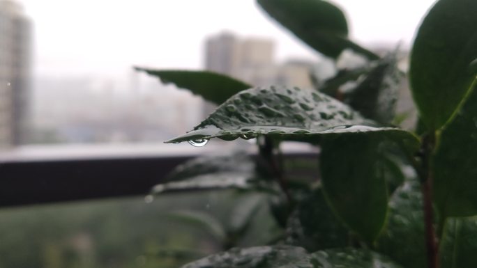 细雨微风阳台绿植树叶摆动意境