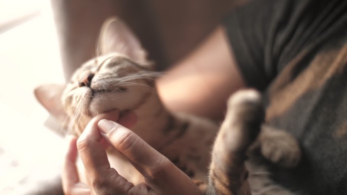 拥抱小猫的年轻女子