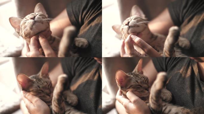 拥抱小猫的年轻女子
