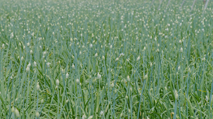 韭菜韭菜苔种植基地