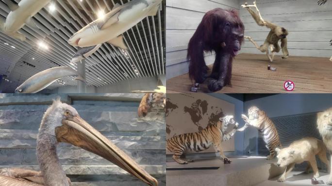 动物自然博物馆