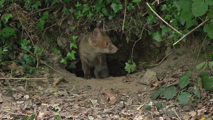 察觉危险的狐狸幼崽躲入洞口