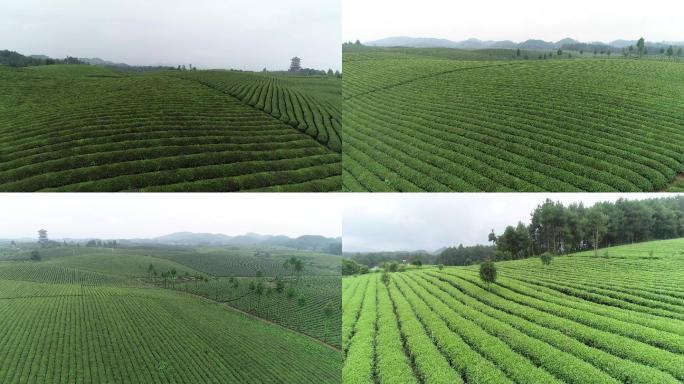 茶山航拍 茶叶 茶山 茶山延时 茶产业