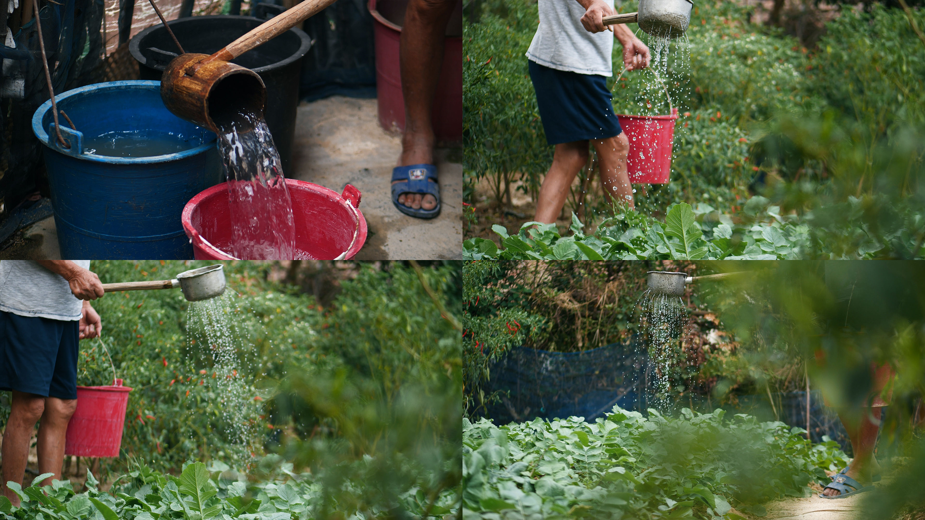 农村菜地里农民爷爷提着桶子给菜地浇水