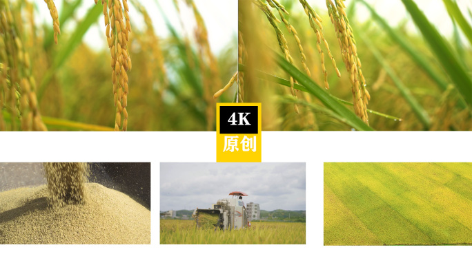 水稻稻谷大米米饭农业粮食丰收稻田谷子