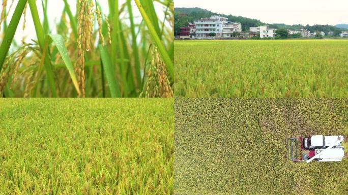 水稻稻谷大米米饭农业粮食丰收稻田谷子
