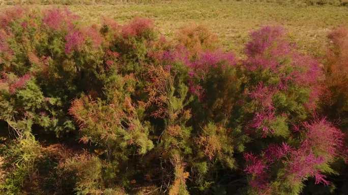 新疆唯美野生红柳生态塔克拉玛干沙漠植物