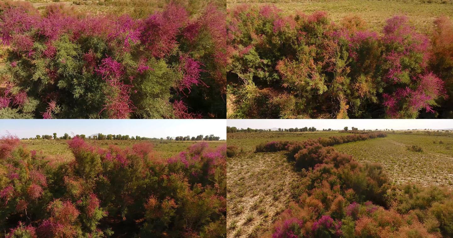 新疆唯美野生红柳生态塔克拉玛干沙漠植物