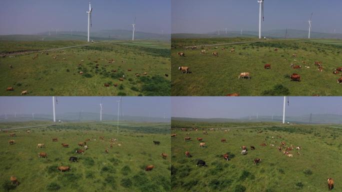 航拍内蒙古大草原 牛群 风力发电