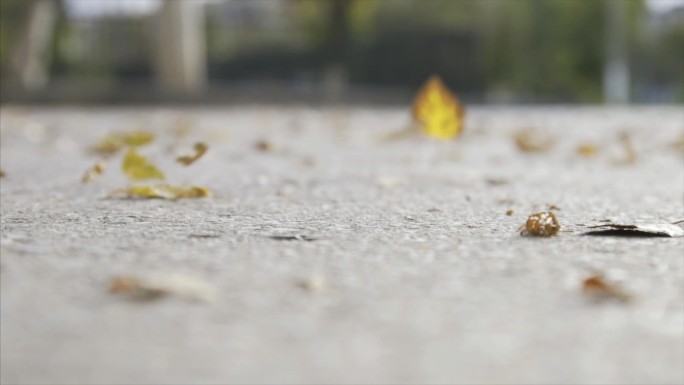 城市的秋叶飘落