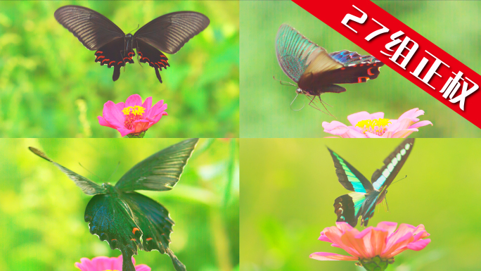 蝴蝶大自然自然动物昆虫翅膀蝴蝶动物大自然