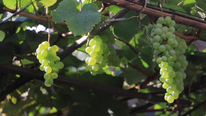 夏天小院葡萄架葡萄实拍素材