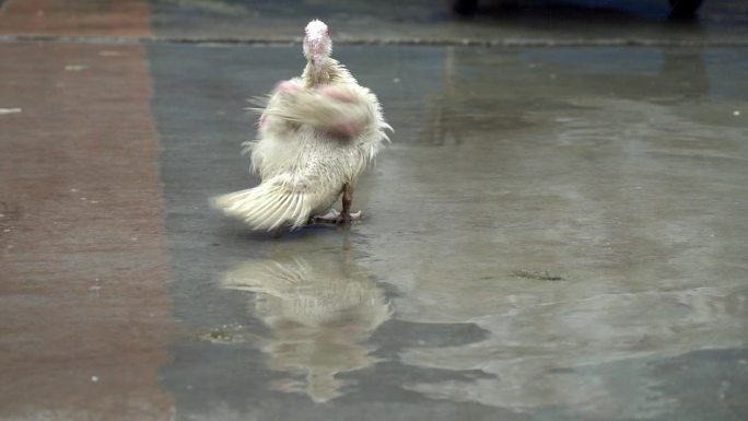 4K农业农村雨后小院鸭子