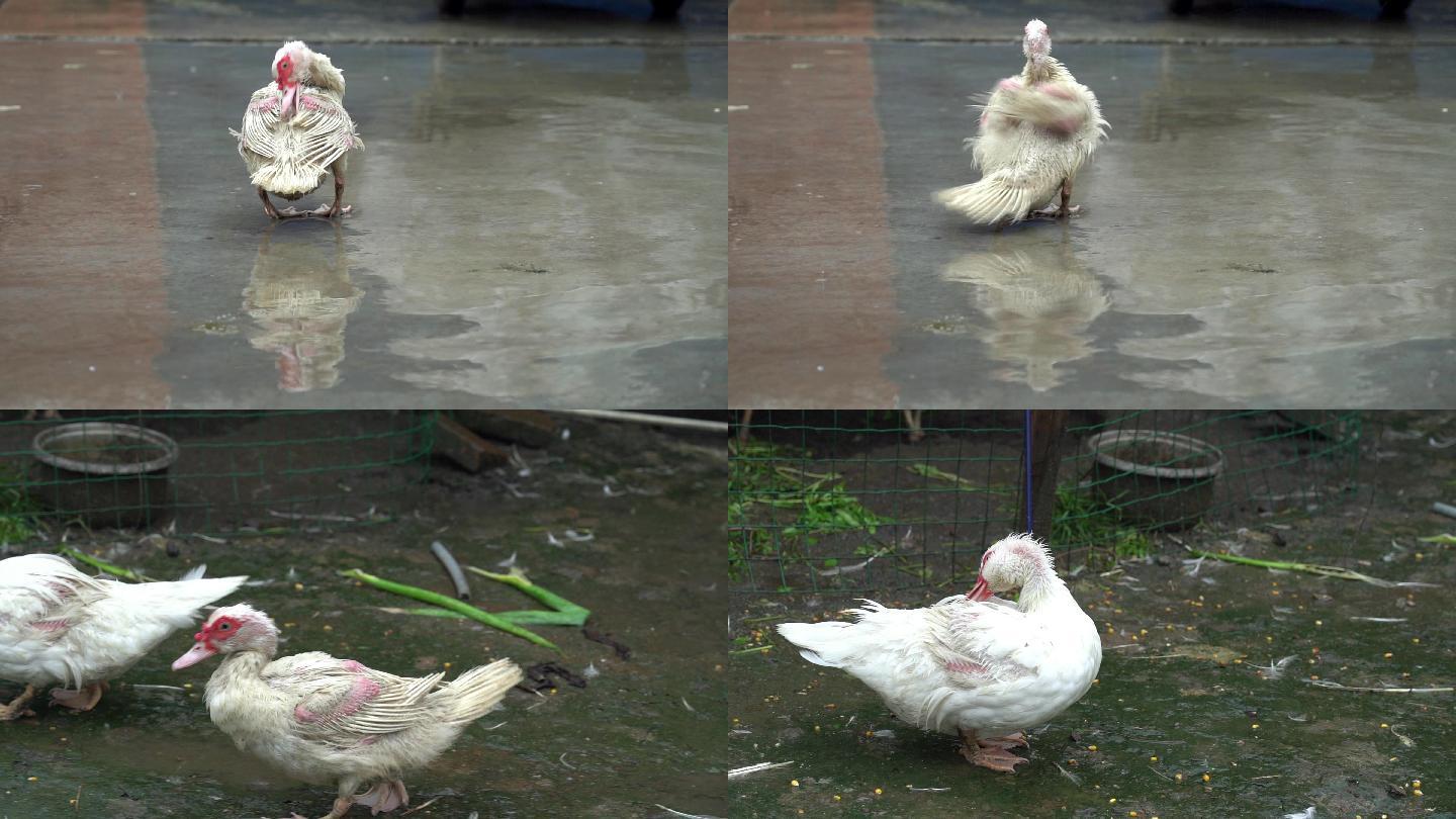 4K农业农村雨后小院鸭子