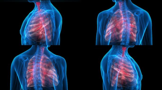 人体器官组织医疗疾病肺病肺部结构构造