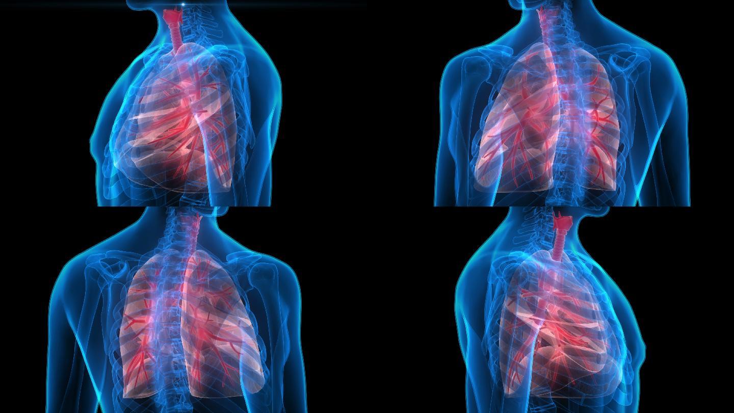 人体器官组织医疗疾病肺病肺部结构构造