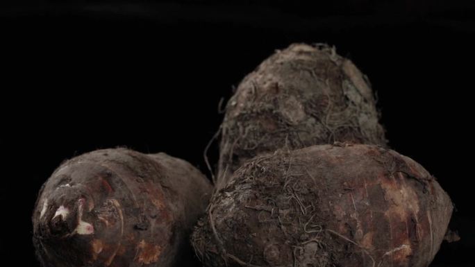 福鼎槟榔芋种植和特写