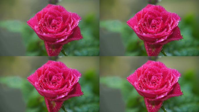 4k实拍娇嫩欲滴的粉色玫瑰花光影流动