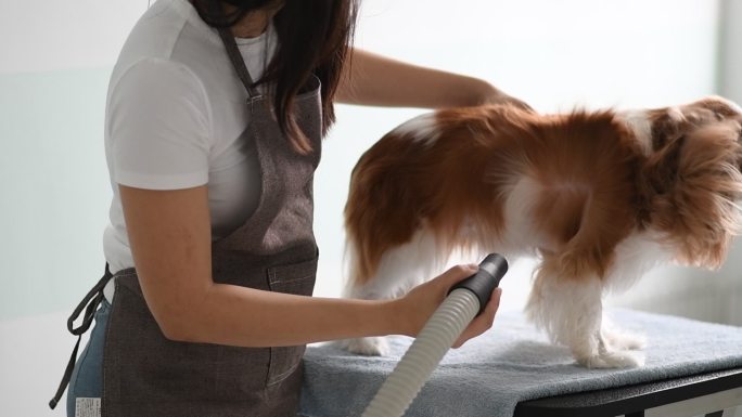 一位美容师正在为一只猎犬美容