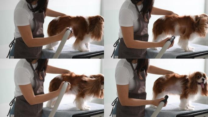 一位美容师正在为一只猎犬美容