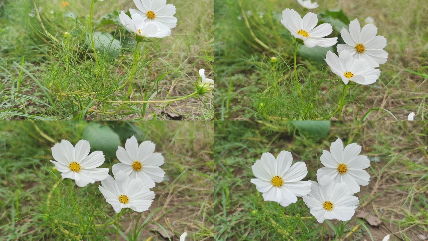 浪漫小白花