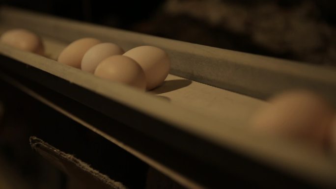 养鸡场母鸡人工捡鸡蛋