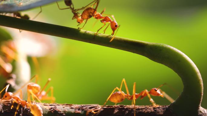 蚂蚁微距摄影纪录片生态保护