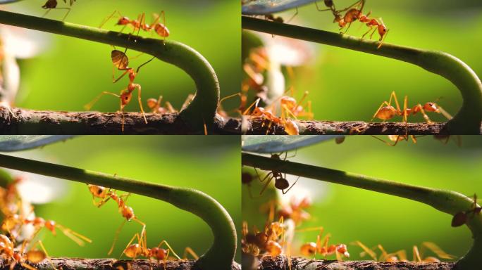 蚂蚁微距摄影纪录片生态保护