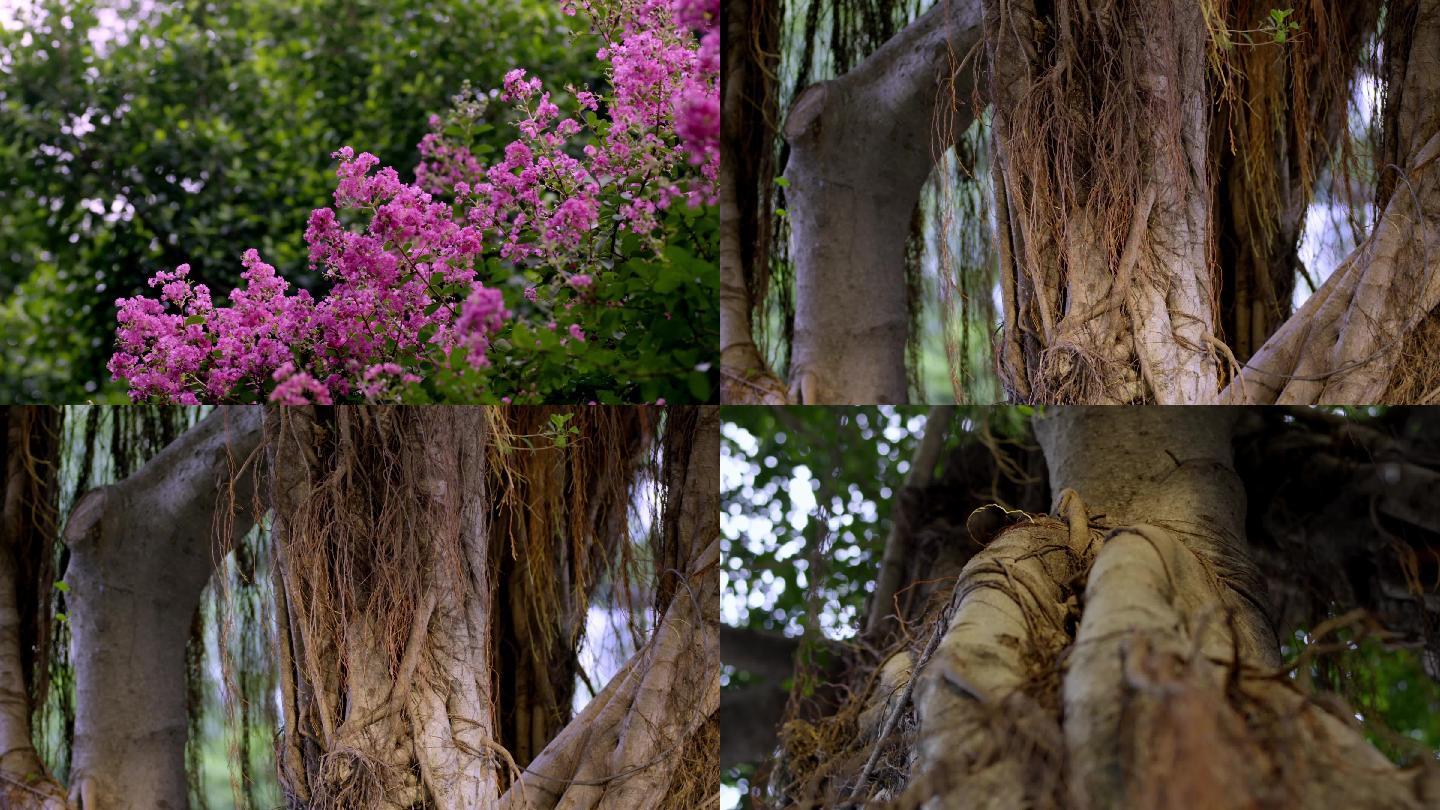 植物、红花、绿叶、树干、树枝、树木