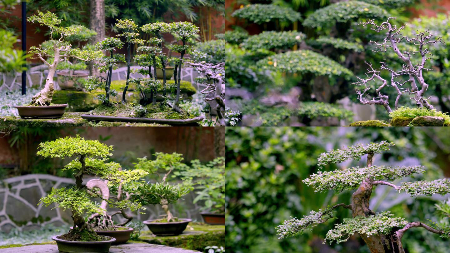 走廊、植物、盆栽、绿植、树木